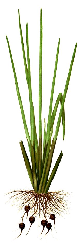 Eleocharis dulcis Blanco1.15-cropped
