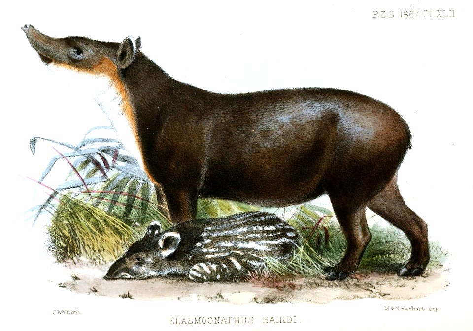 ElasmognathusBairdiWolf