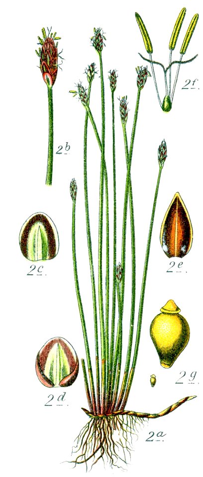 Eleocharis uniglumis illustration (01)