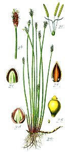 Eleocharis uniglumis illustration (01)