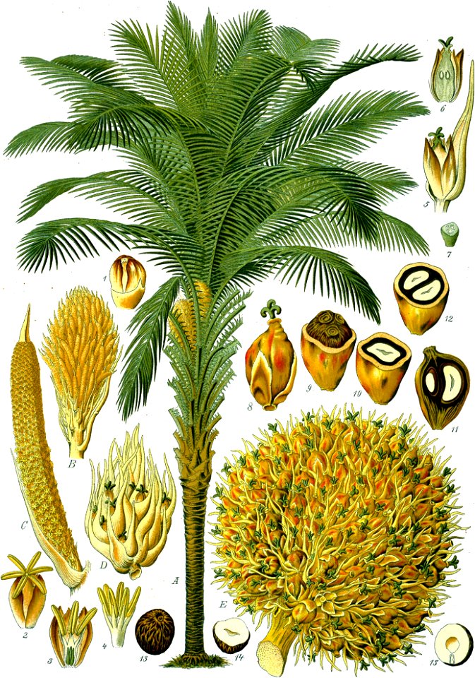 Elaeis guineensis - Köhler–s Medizinal-Pflanzen-056