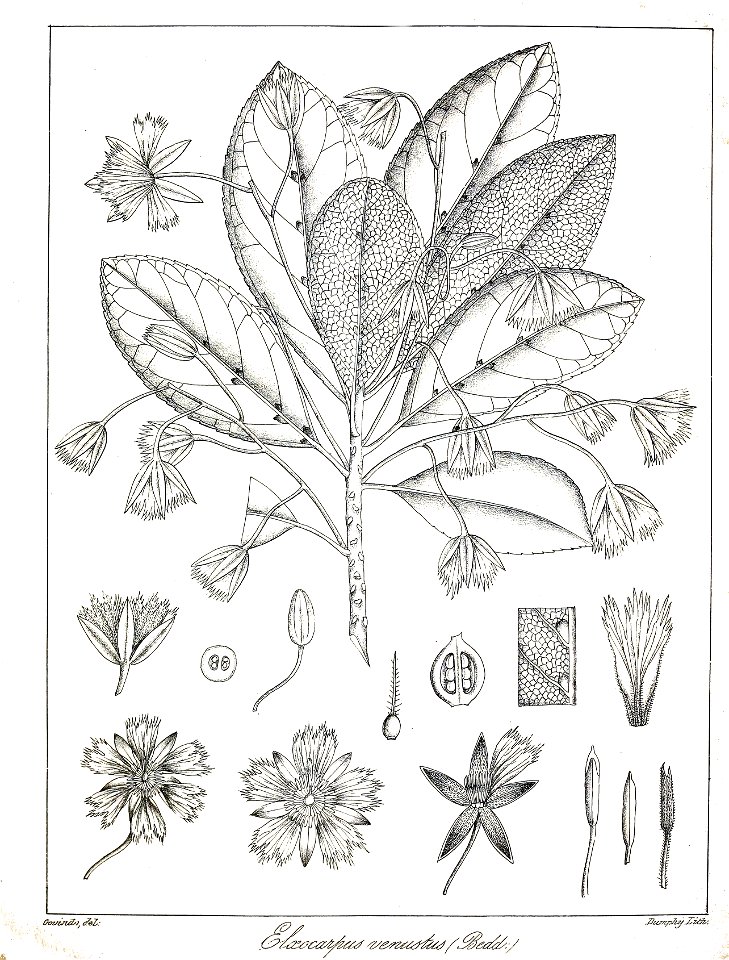 Elaeocarpus venustus Govindoo