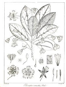 Elaeocarpus venustus Govindoo