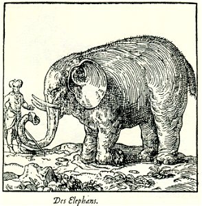 Elephant - Thevet André - 1556