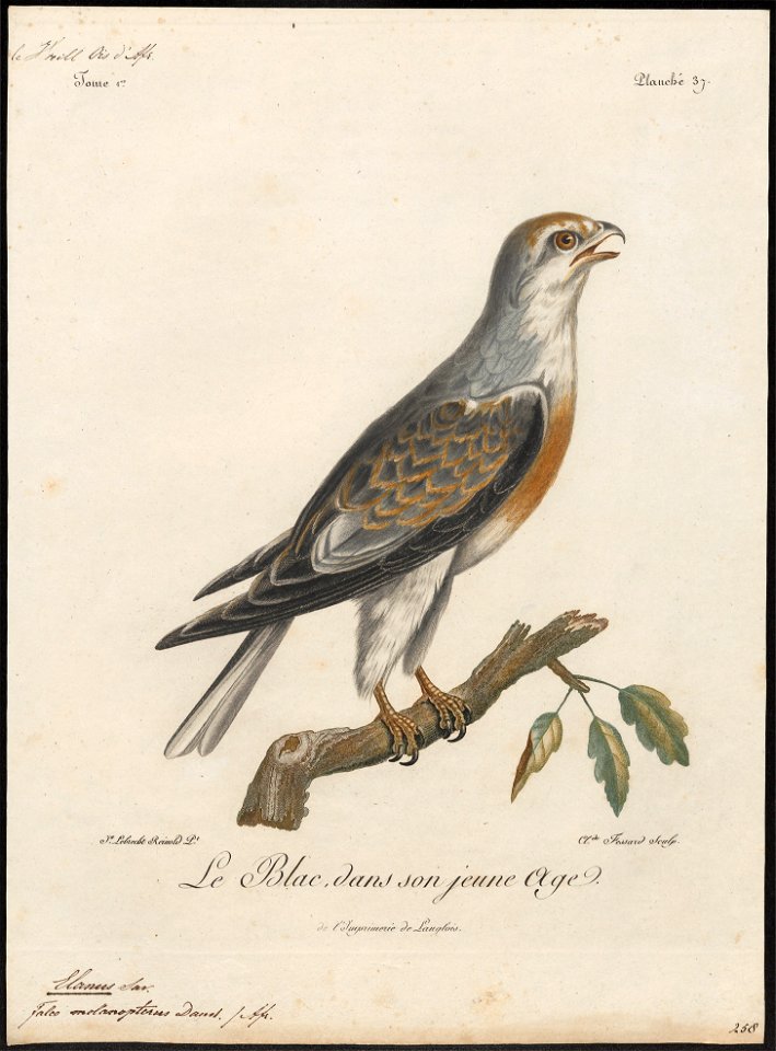 Elanus melanopterus - 1796-1808 - Print - Iconographia Zoologica - Special Collections University of Amsterdam - UBA01 IZ18200374