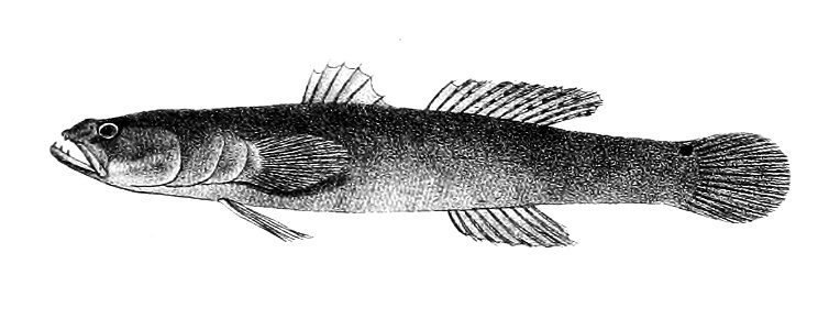 Eleotris macrodon Ford 65