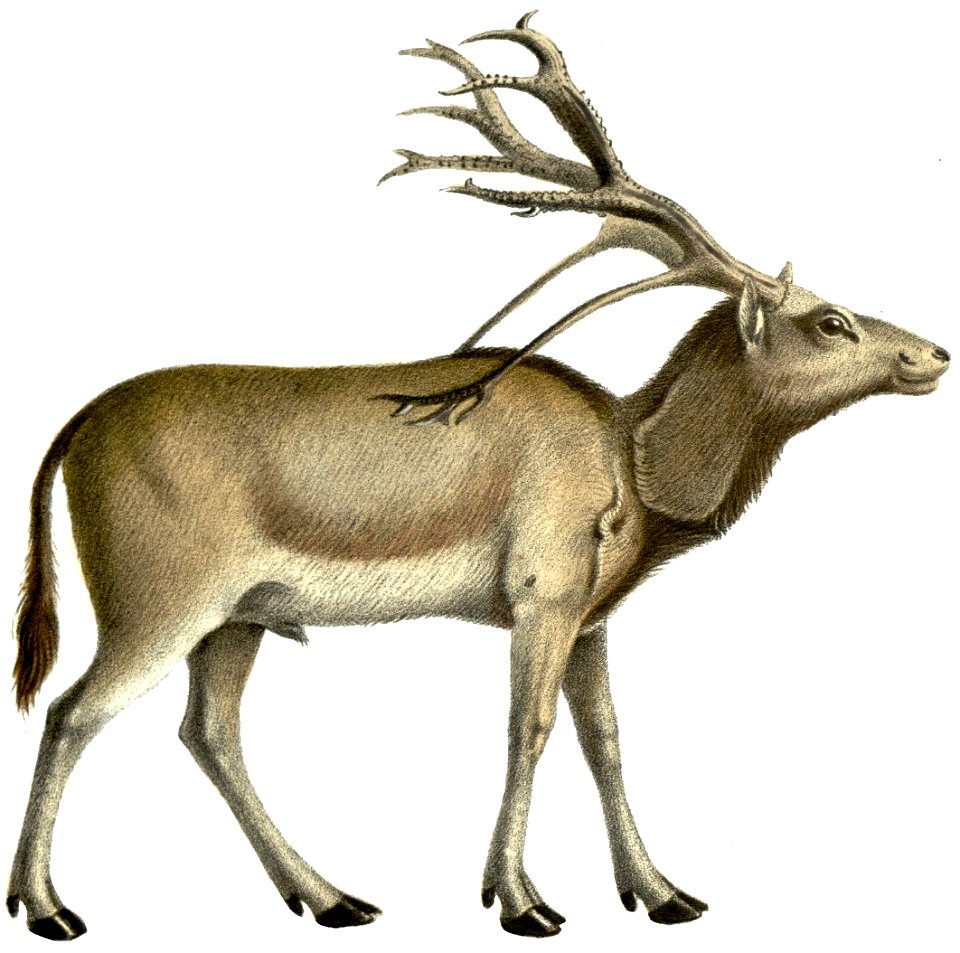 Elaphurusdavidianus white background