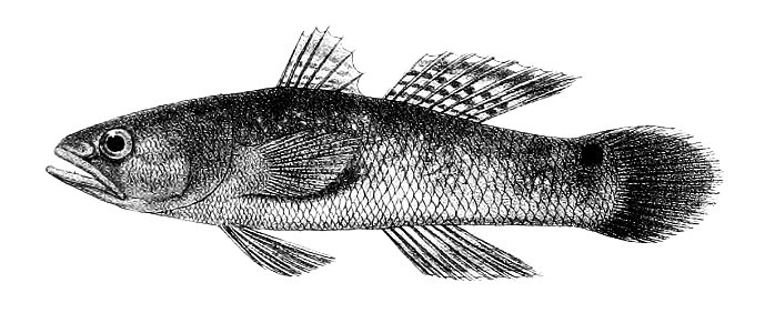 Eleotris scintillans Ford 65