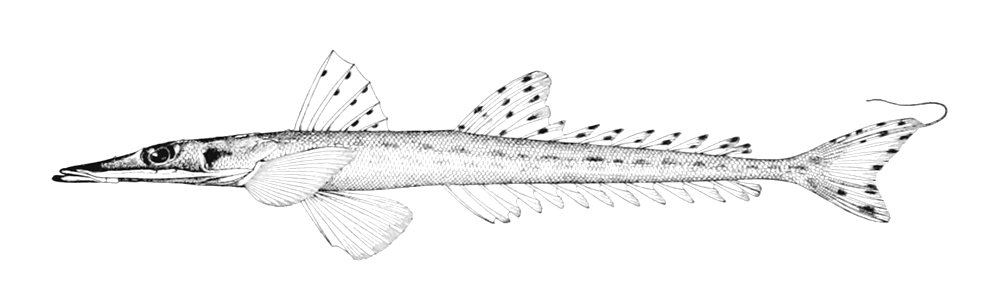 Elates ransonnettii1