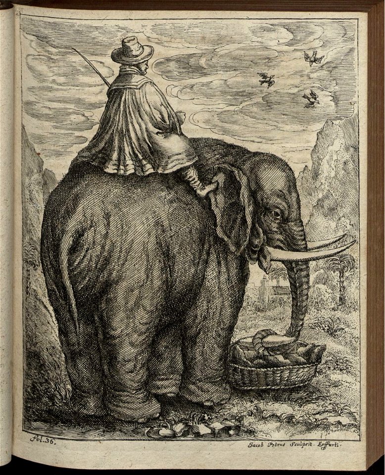 Elephantographia Curiosa 081