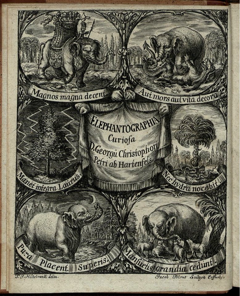 Elephantographia Curiosa 006