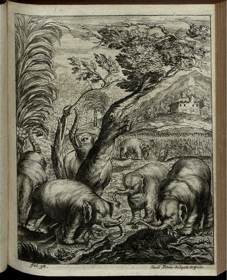Elephantographia Curiosa 149