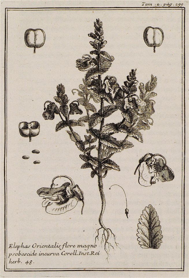 Elephas Orientalis flore magno proboscide incurva Coroll Inst Rei herb 48 - Tournefort Joseph Pitton De - 1717