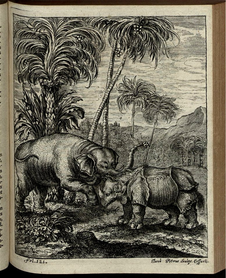 Elephantographia Curiosa 187