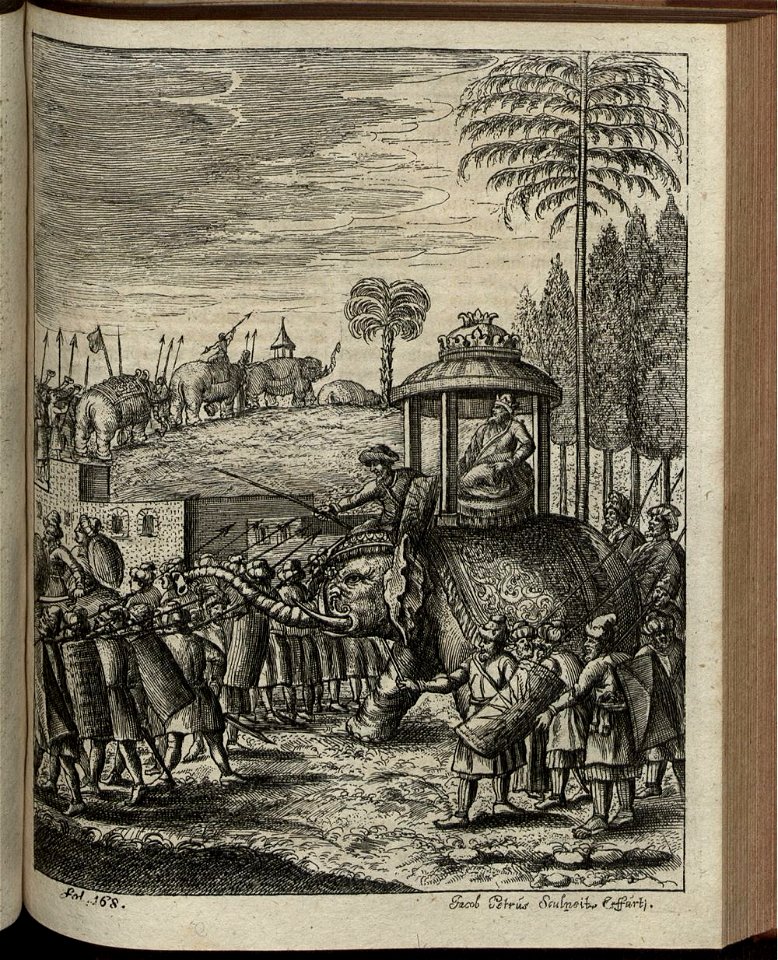 Elephantographia Curiosa 243