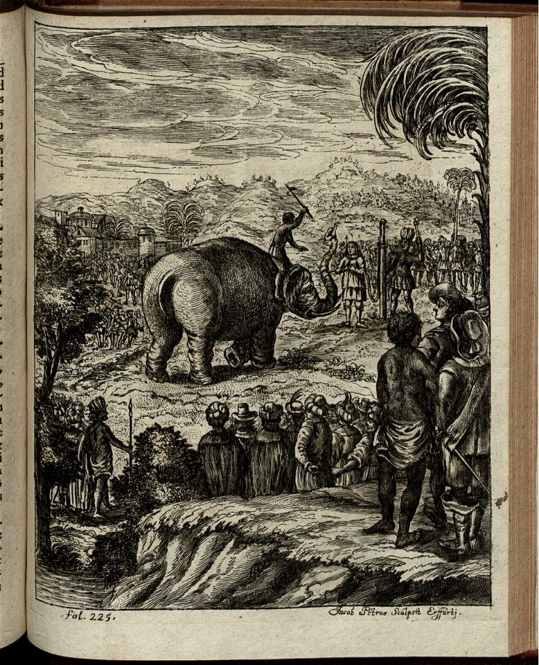 Elephantographia Curiosa 315