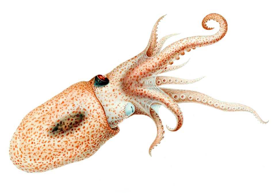 Eledonella pygmaea
