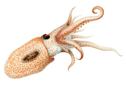 Eledonella pygmaea
