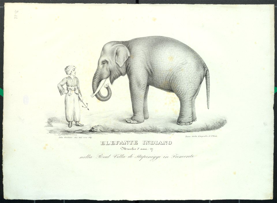 Elefante Fritz nella Real Villa di Stupinigi, 1827 - Accademia delle Scienze di Torino - Ritratti 0124