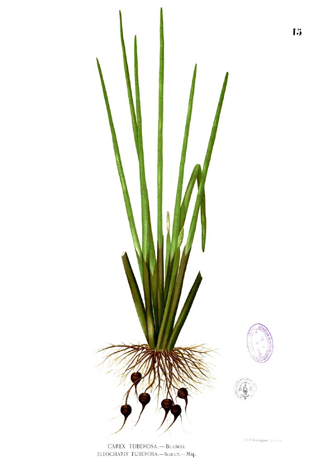 Eleocharis dulcis Blanco1.15