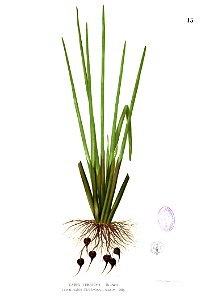 Eleocharis dulcis Blanco1.15