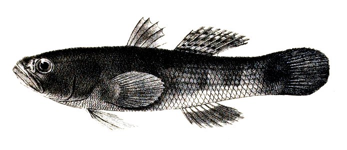 Eleotris porocephalus Ford 67