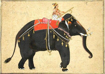 Elephant ridden by a female mahout (6124549105)