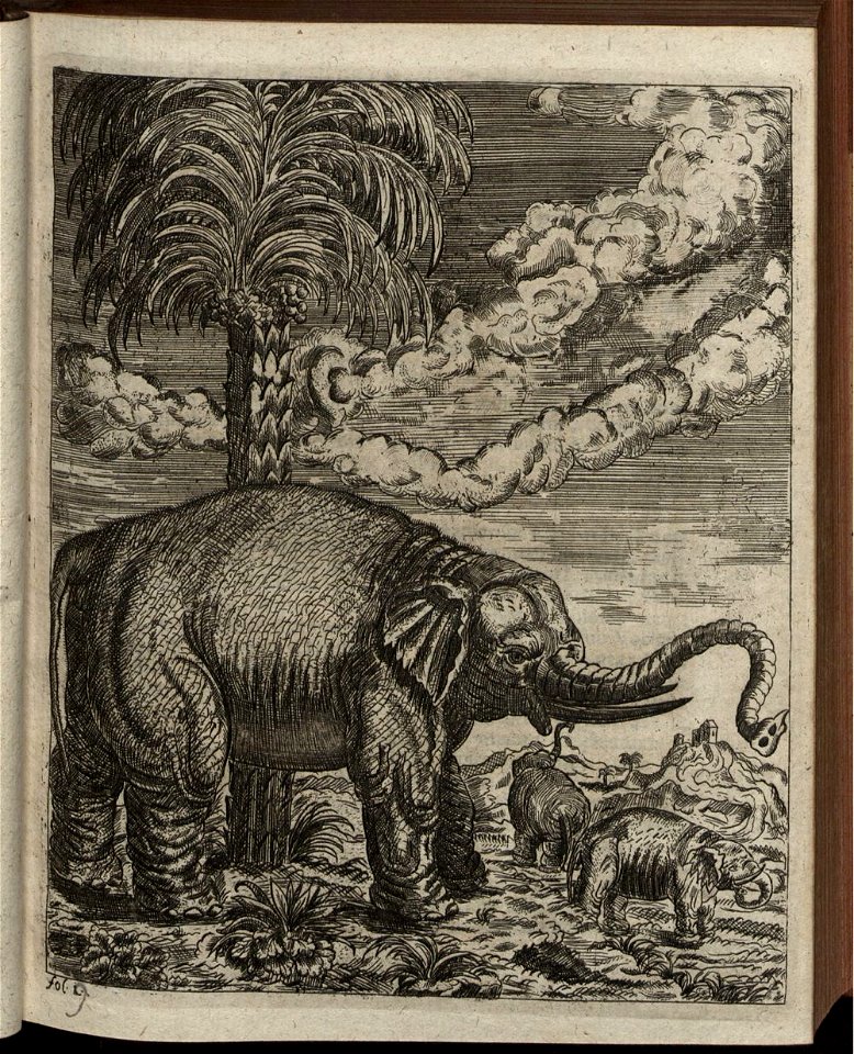 Elephantographia Curiosa 047