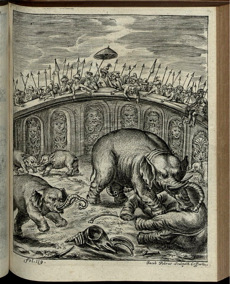 Elephantographia Curiosa 183