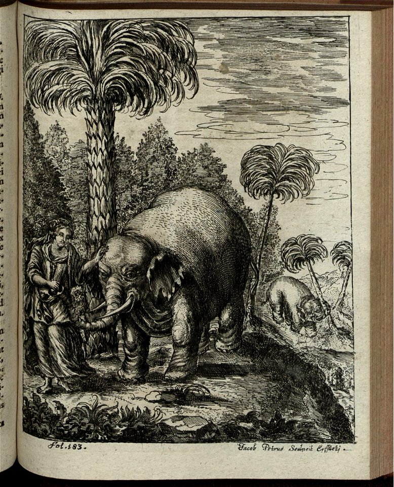 Elephantographia Curiosa 263