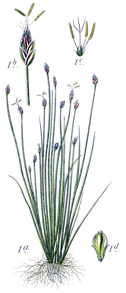 Eleocharis acicularis illustration (03)