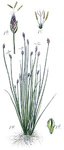 Eleocharis acicularis illustration (03)