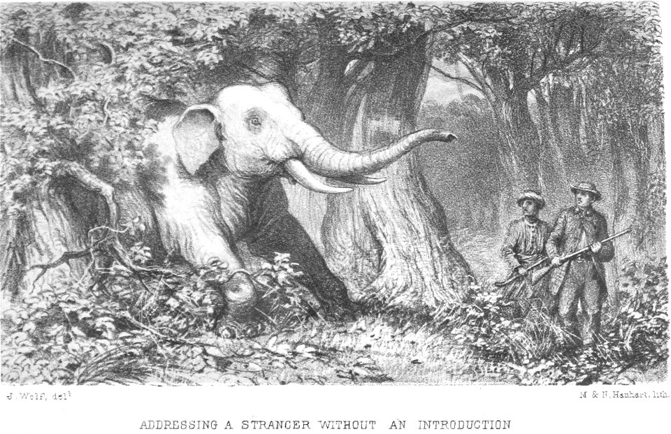 Elephant Wolf