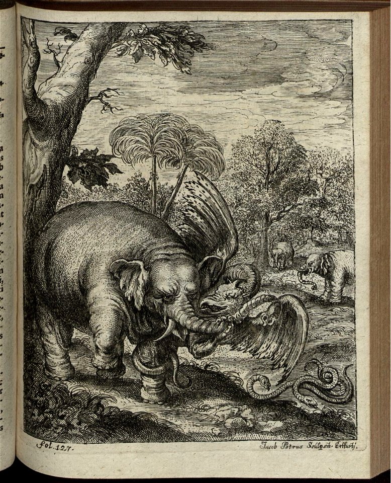 Elephantographia Curiosa 195