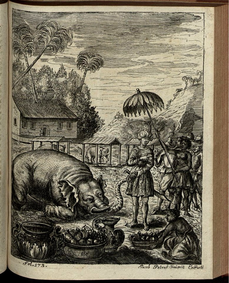 Elephantographia Curiosa 249