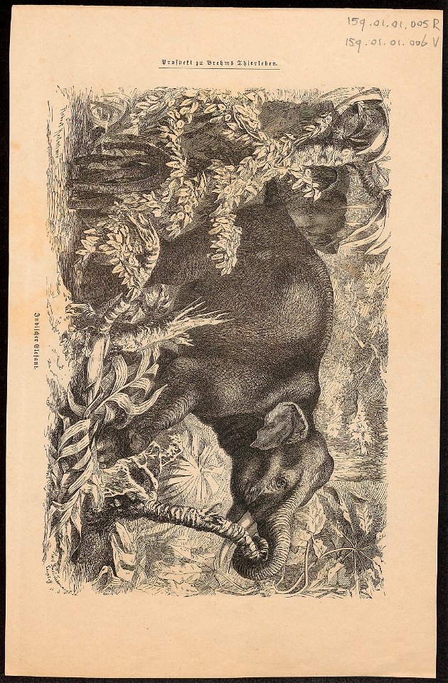 Elephas maximus indicus - 1700-1880 - Print - Iconographia Zoologica - Special Collections University of Amsterdam - UBA01 IZ15900006
