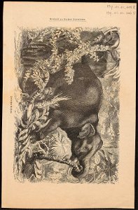 Elephas maximus indicus - 1700-1880 - Print - Iconographia Zoologica - Special Collections University of Amsterdam - UBA01 IZ15900006