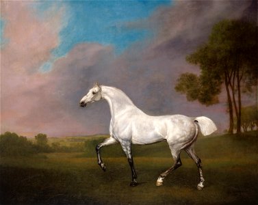 George Stubbs (1724-1806) - A Grey Horse - RCIN 400562 - Royal Collection