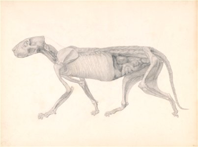 George Stubbs - A Comparative Anatomical Exposition of the Structure of the Human Body with that of a Tiger and a Co... - Google Art Project (2344950). Free illustration for personal and commercial use.