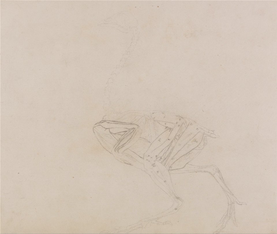 Comparative Anatomy of Dorking Hen - *Lateral Muscle Study*, George Stubbs, 1795 to 1806