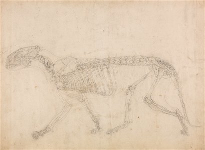 George Stubbs - A Comparative Anatomical Exposition of the Structure of the Human Body with that of a Tiger and a Co... - Google Art Project (2347784). Free illustration for personal and commercial use.