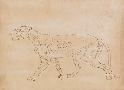 George Stubbs - A Comparative Anatomical Exposition of the Structure of the Human Body with that of a Tiger and a Co... - Google Art Project (2348772). Free illustration for personal and commercial use.