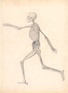 George Stubbs - A Comparative Anatomical Exposition of the Structure of the Human Body with that of a Tiger and a Co... - Google Art Project (2349580)