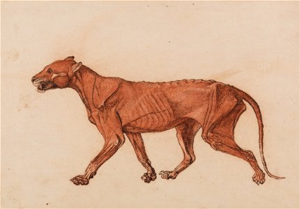 George Stubbs - A Comparative Anatomical Exposition of the Structure of the Human Body with That of a Tiger and a Co... - Google Art Project (2349633). Free illustration for personal and commercial use.