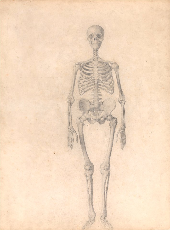 George Stubbs - A Comparative Anatomical Exposition of the Structure of the Human Body with that of a Tiger and a Co... - Google Art Project (2350908)