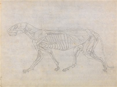 George Stubbs - A Comparative Anatomical Exposition of the Structure of the Human Body with that of a Tiger and a Co... - Google Art Project (2355400)