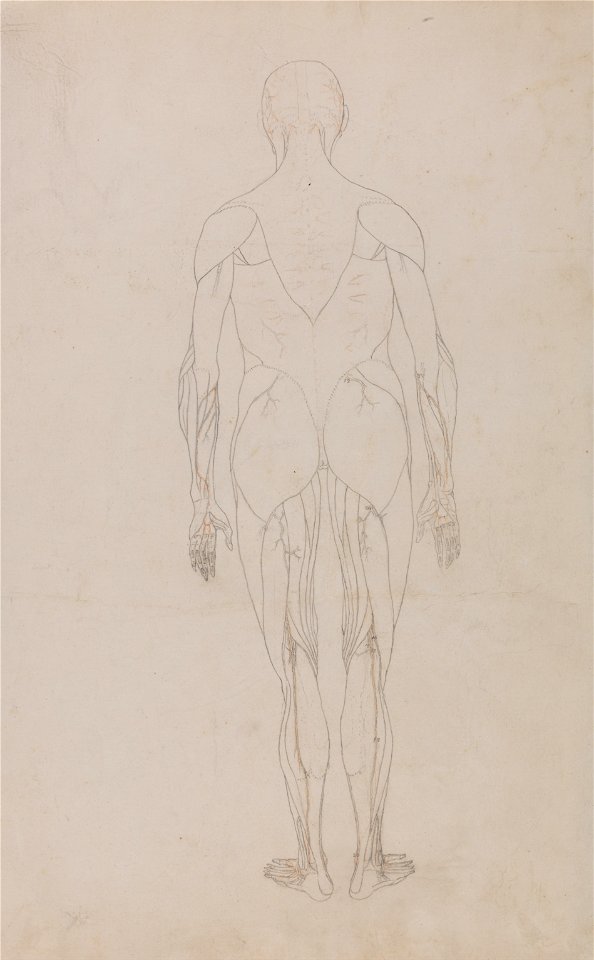 A Comparative Anatomical Exposition of the Structure of the Human Body with That of a Tiger and a Common Fowl: Human Figure, Posterior View (Further Study for Table XII), George Stubbs, 1795 to 1806