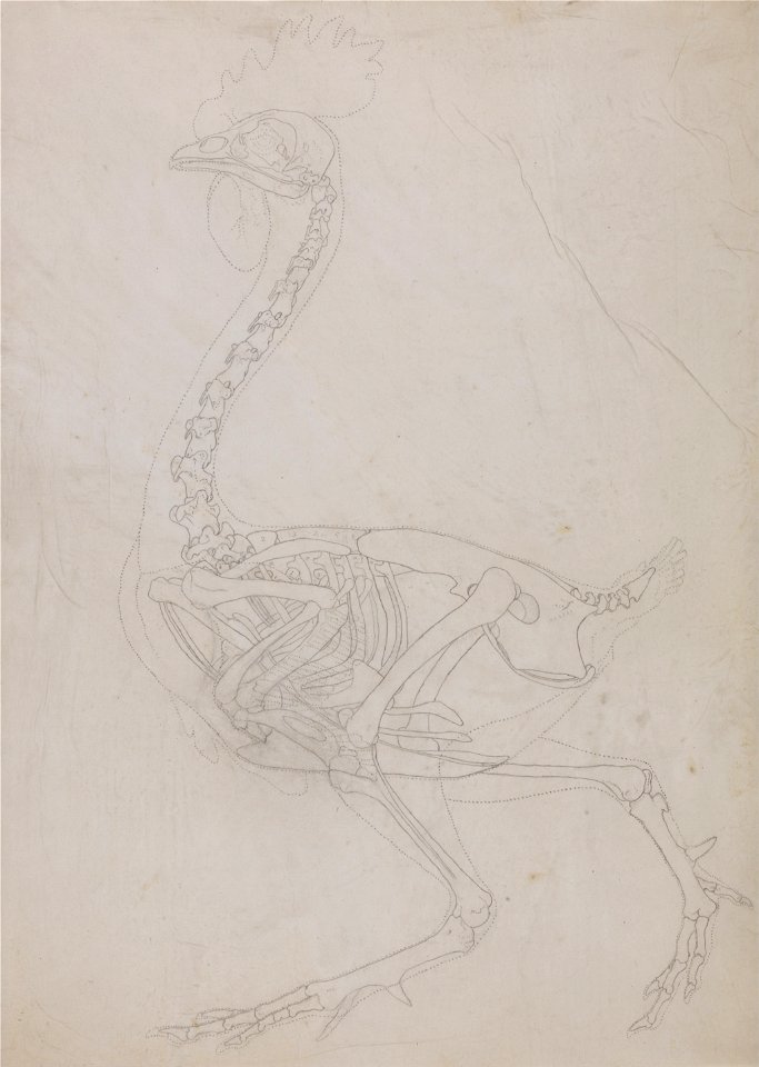 A Comparative Anatomical Exposition of the Structure of the Human Body with that of a Tiger and a Common Fowl: Fowl Skeleton, Lateral View (Outline drawing), George Stubbs, 1795 to 1806