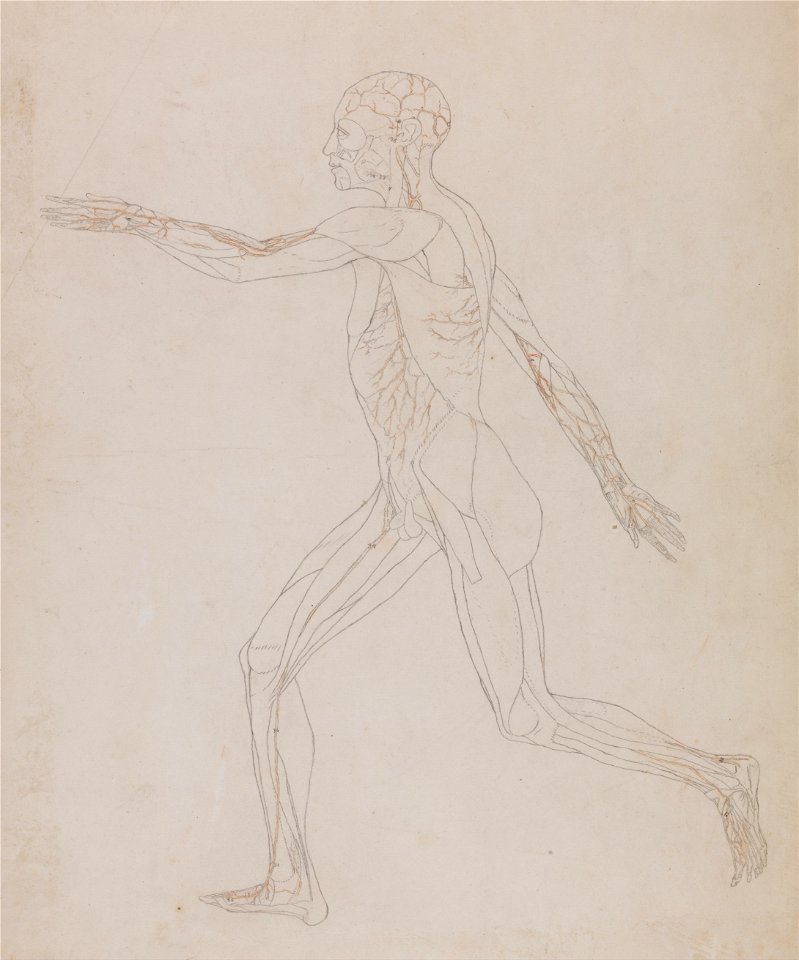 George Stubbs - A Comparative Anatomical Exposition of the Structure of the Human Body with that of a Tiger and a Co... - Google Art Project (2361169)