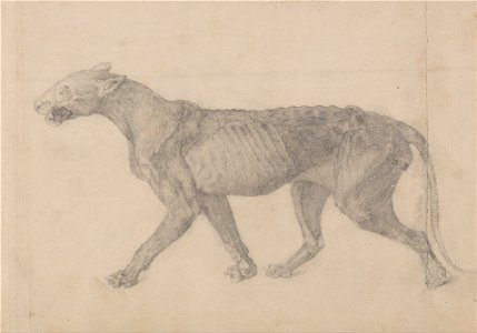 George Stubbs - A Comparative Anatomical Exposition of the Structure of the Human Body with that of a Tiger and a Co... - Google Art Project (2363148). Free illustration for personal and commercial use.